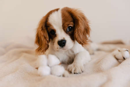Cute Dog Portrait with Cotton Laying on Plaid. King Charles Spaniel Laying Looking ot Cameraの写真素材