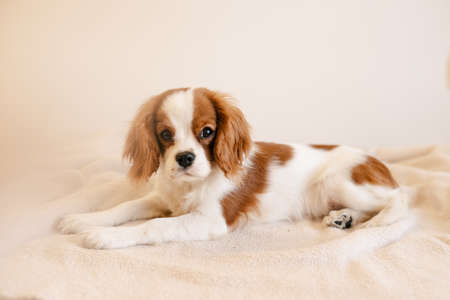 Cute Dog Portrait Laying on Plaid. King Charles Spaniel Laying Looking to Cameraの写真素材