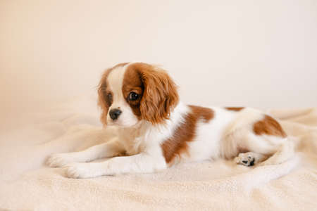 Cute Dog Portrait Laying on Plaid. King Charles Spaniel Laying Looking to Cameraの写真素材