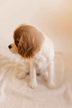 Cute Dog Sitting on Plaid and Looking to Side. King Charles Spaniel Isolatedの写真素材
