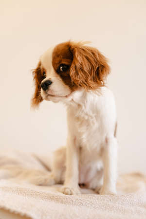 Cute Dog Sitting on Plaid and Looking to Side. King Charles Spaniel Isolatedの写真素材