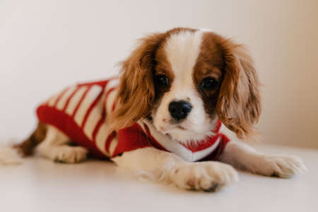 Cute Dog Portrait Wearing Red Suit. King Charles Spaniel Laying Looking to Cameraの写真素材
