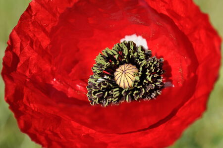 Poppy from Greece. From travel to Meteoro.の写真素材
