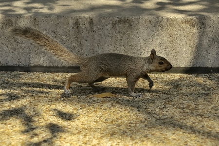 Inhabitant of our city. Squirrel is in park.の写真素材
