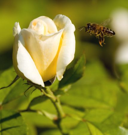 Beauty and the beastの写真素材