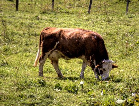 Daisy the cowの写真素材