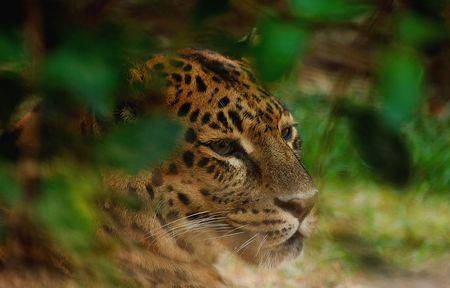 Big Catの写真素材