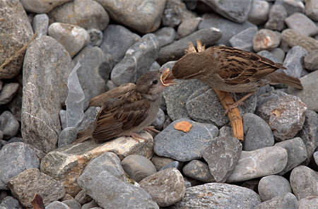 Feeding Timeの写真素材