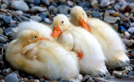 Family Cuddle