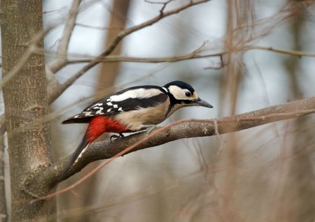 Common Woodpeckerの写真素材