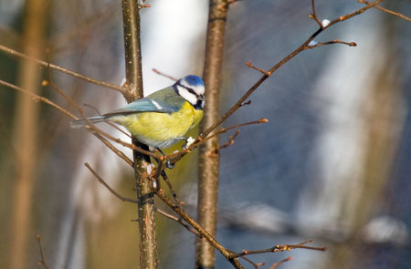 Blue tit in treeの写真素材