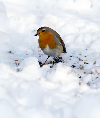 Robin in Snowの写真素材