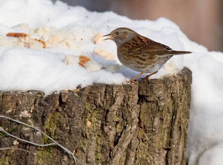 Dunnockの写真素材