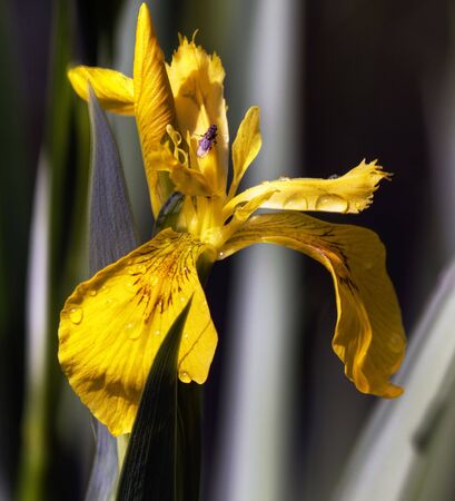 HDR Flowerの写真素材