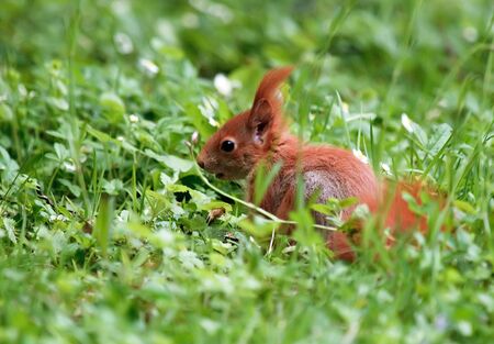 Squirellの写真素材