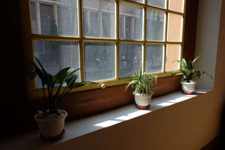 Plants in pots placed on the edge of the window become part of the interior decoration of the roomの写真素材