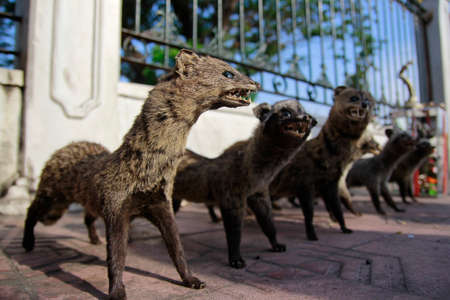 Various civet cats are deliberately preserved for decoration and are traded in the Malioboro area.の写真素材