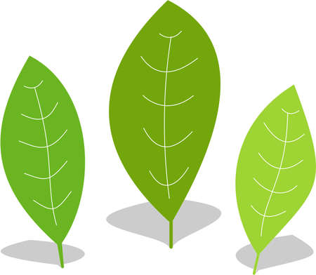 Three green leaves of different sizes and colorsのイラスト素材