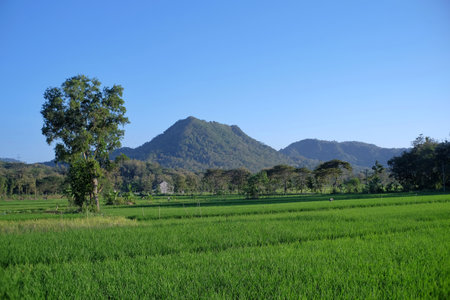 A stretch of green rice fields with hills as the farthest backdrop and blue skies on clear afternoons.の写真素材