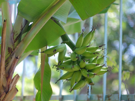 A bunch of young green bananas growing healthy from the trunk of a tree in a garden.の写真素材