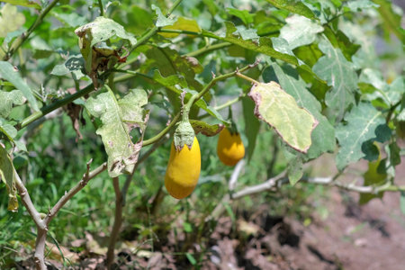 Terong Kuning or Yellow Eggplant  (Solanum Indicum) is a type of plant that usually grows wild in forests and is rich in nutritional benefits as a consumption vegetableの写真素材