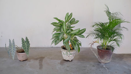 Ornamental plants in pots with a unique shape of each leaf. Decorative plants not flowers are in great demand as a complement to the interior of the roomの写真素材