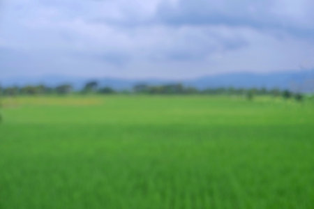 Blurry landscapes, green rice fields and bluish cloudy skiesの写真素材