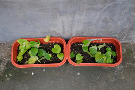 A potted green leaf ornamental plant which is still newly developed.の写真素材