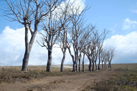 Dusty dirt roads, dry trees that are almost dead, and hot sun, are some of the views in the Lolomogho hills area, the border between West Sumba and Southwest Sumba.の写真素材