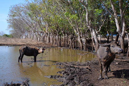 Water buffalo play in mud puddlesの写真素材