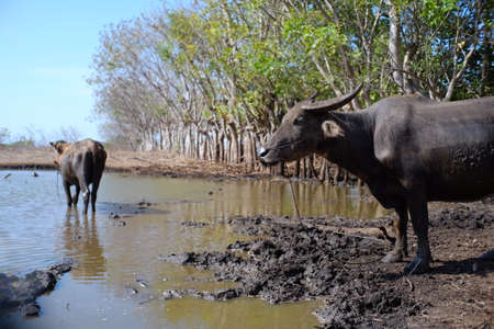 Adult and child buffalo in mud pools.の写真素材