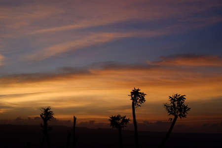 Twilight sky dramatic with a minimalist plant silhouetteの写真素材