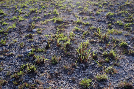 Green grass savannah began to growの写真素材