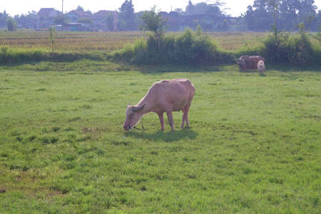 Albino buffalo in field with green grass on sunny day.の写真素材