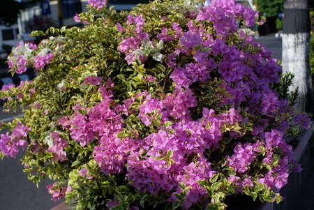 Ornamental plants that are deliberately planted on the roadside with purple flowers thrive and become more beautiful when exposed to sunlight.の写真素材