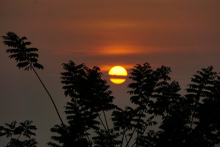Silhouette of trees at sunrise with a golden sky.の写真素材