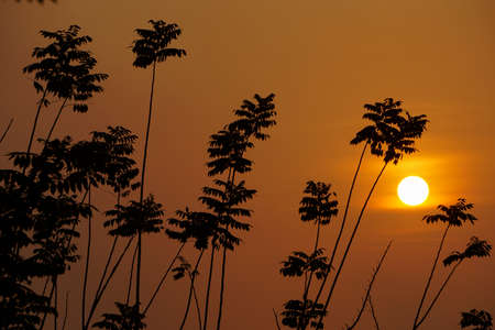 The sun appears behind a tree with a golden sky.の写真素材