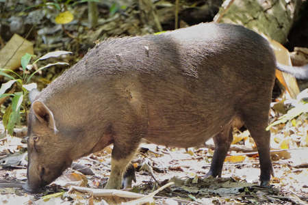Adult sized wild boar with thin black hair, sniffing for food on the ground.の写真素材