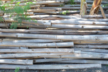 A pile of bamboo that is almost porous because it is left in the openの写真素材