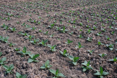 Tobacco plantations thrive in the dry season when there is little rainfall.の写真素材