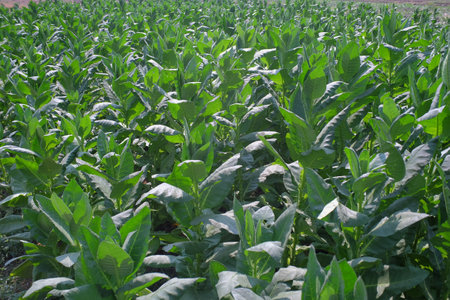 Tobacco plantations thrive in the dry season when there is little rainfall.の写真素材