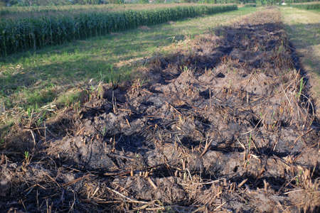 Clearing land by burning is the easiest and cheapest way even though it creates uncomfortable pollution fumes.の写真素材