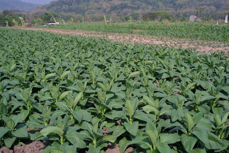 Tobacco plantations thrive in the dry season when there is little rainfall.の写真素材