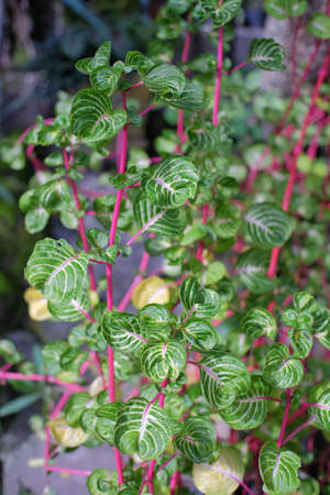 Ornamental plant, red stem spinach that thrives in the garden.の写真素材