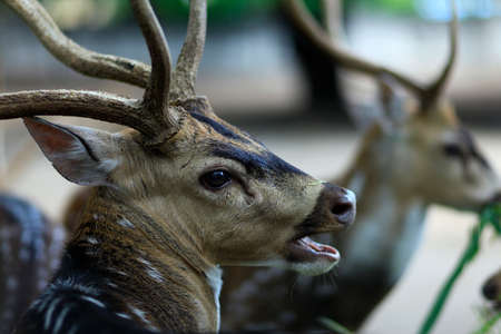 The head of a male spotted deer, a grass-eating mammal. Male deer are aggressive to show their dominance in groups, and sometimes to protect their territories.の写真素材