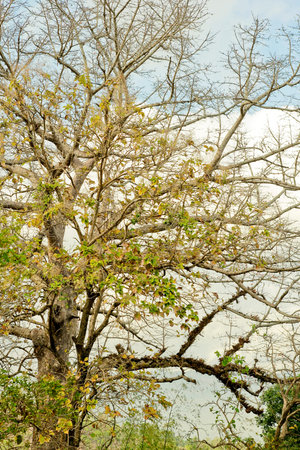 The giant tree by autumn, the twigs begin to molt, and the leaves begin to turn yellow.