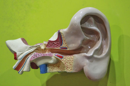 Mannequin teaching aids in ear anatomy
