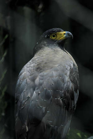 Indian Black Eagle or Black Hawk (Ictinaetus malaiensis) is one of the raptor which is found in tropical forests of Asia. The population is decreasing due to huntingの写真素材