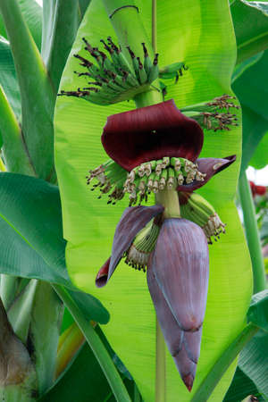 Beauty banana blossom tropical plants that contain many benefits for health.の写真素材