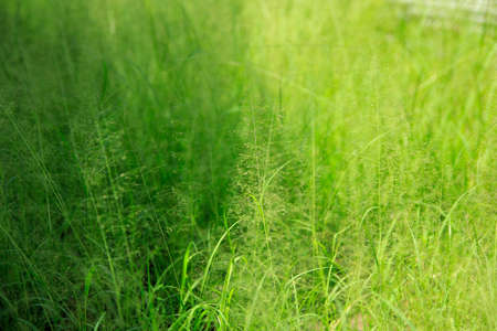 Natural green background comes from grass.の写真素材